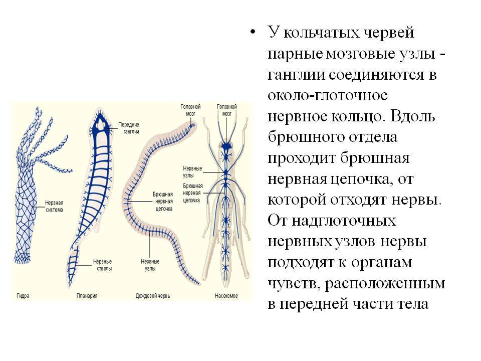 Ссылка кракен зеркало тор